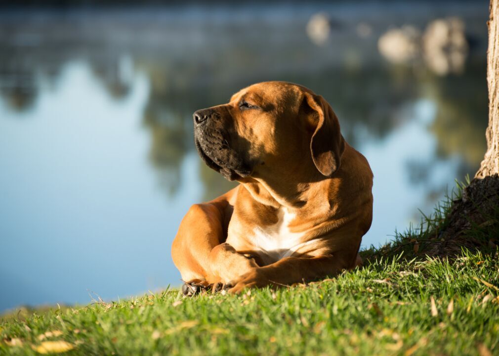#80. Boerboel